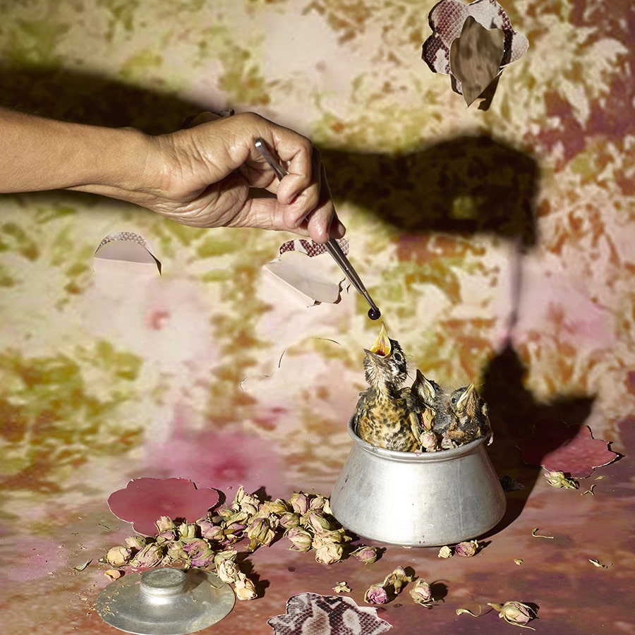 An close-up, artistic photograph of a human hand-feeding a clutch of nestlings in a pot.