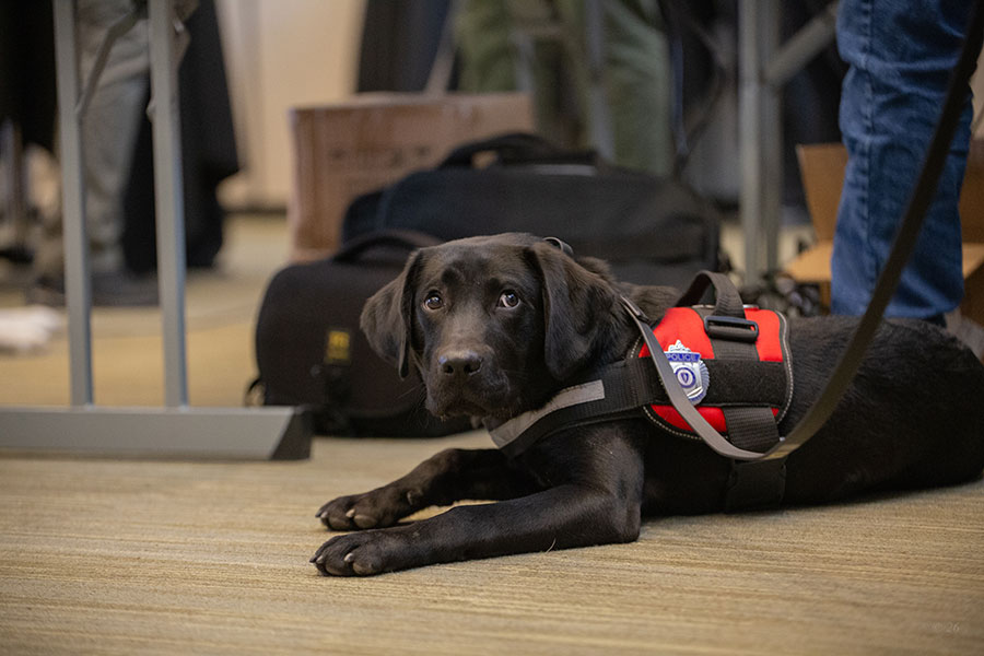 UMass Boston Swears in Beacon as First Comfort K-9 on Campus